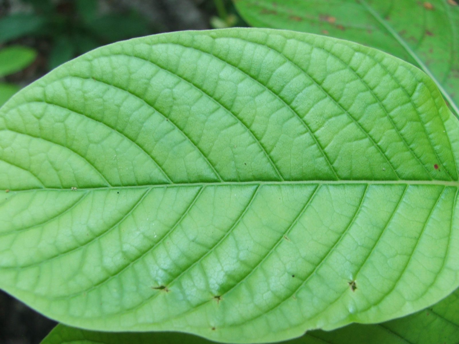 Kratom Extract Tea Dosage New Lisbon