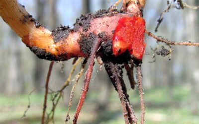 An Overview of Bloodroot Capsule Benefits