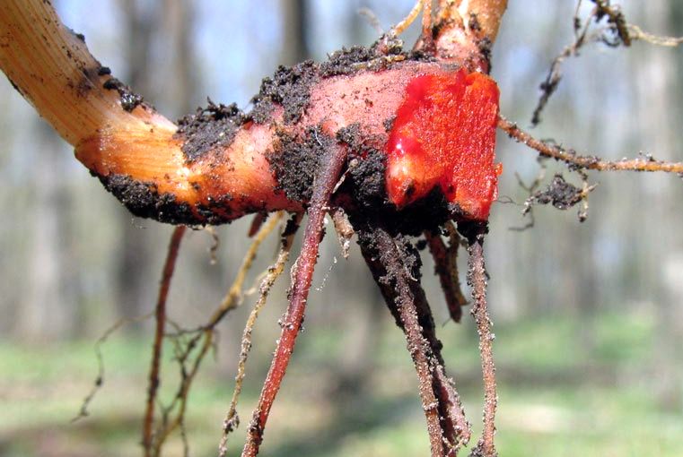 bloodroot rhizome