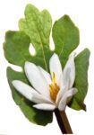 Bloodroot Flower and Leaf