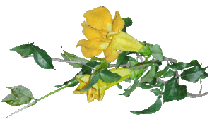 Cat's Claw Botanical Drawing