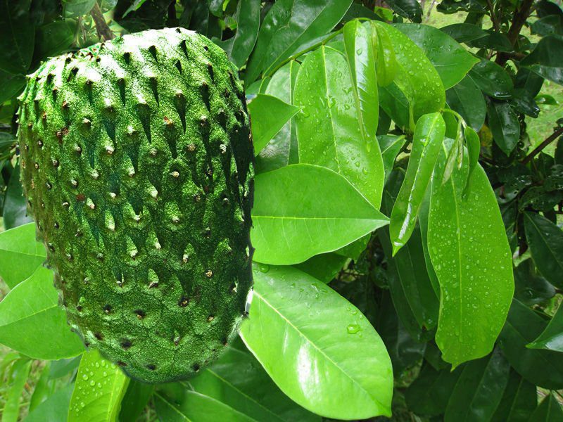 Graviola Fruit and Leaves