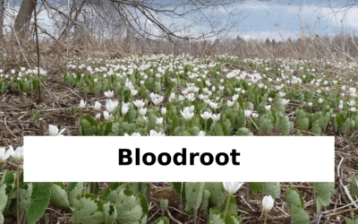Facts About Bloodroot and its Uses