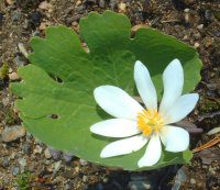 bloodroot flower