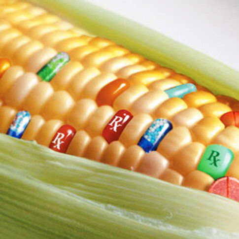 gmo_corn