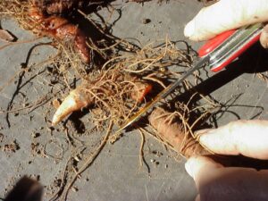 bloodroot herb rhizome