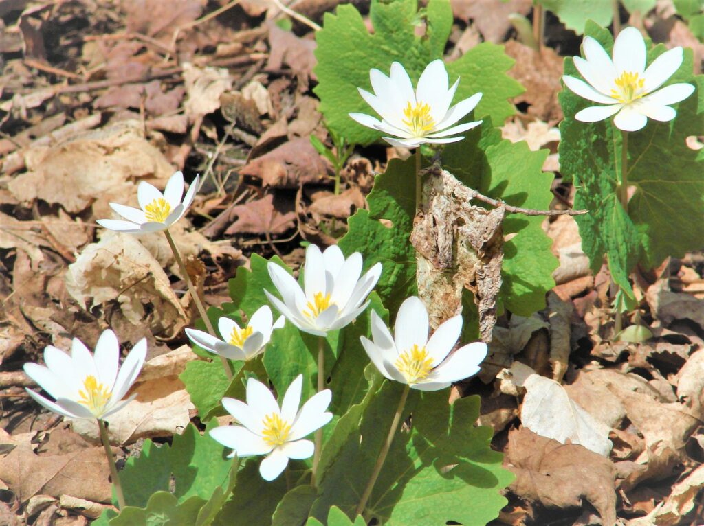 Bloodroot Plant Uses