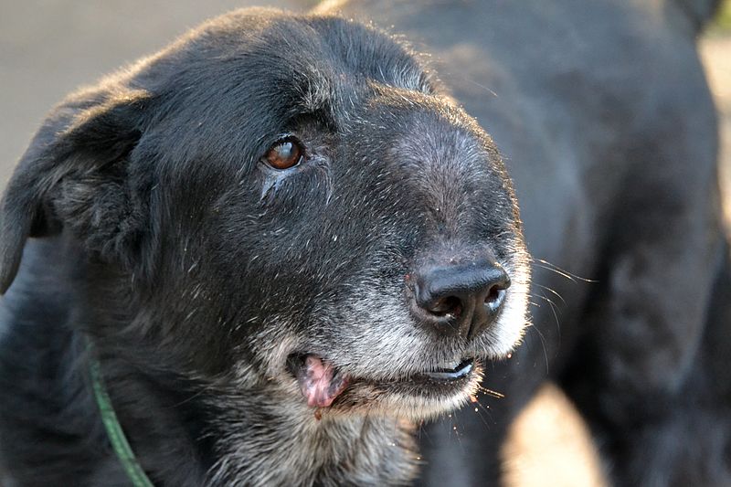 neoplasene treatment for dog tumor