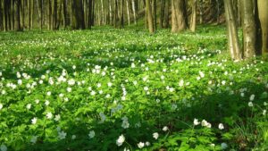 Bloodroot field