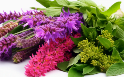 The Role of Herbal Medicine: A Natural Complement to Conventional Treatments
