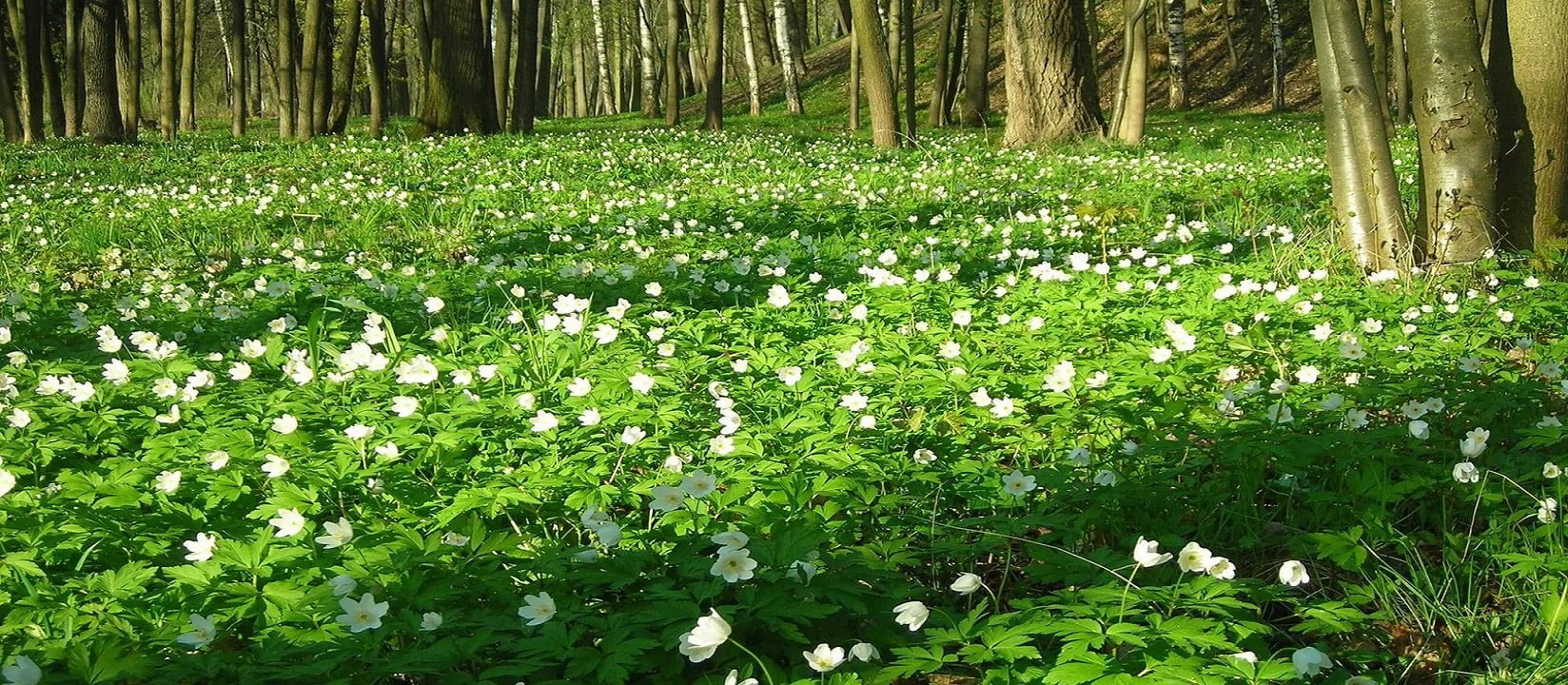 Bloodroot field